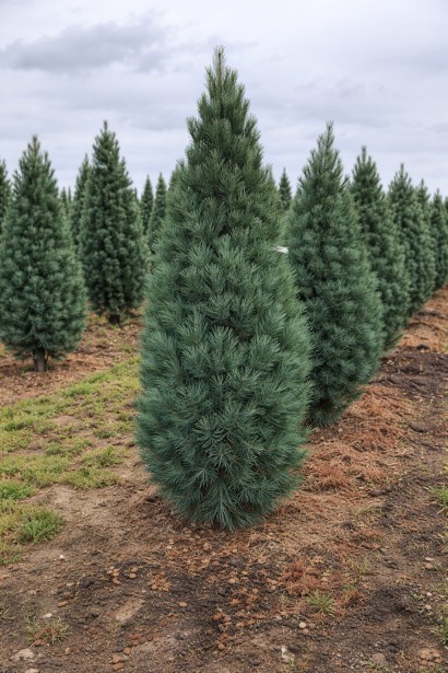 Pinus strobus Stowe Pillar